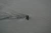 dsc06861_small.jpg