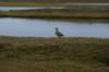dsc07004_small.jpg