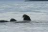 dsc07036_small.jpg