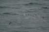 dsc07215_small.jpg