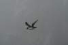 dsc07243_small.jpg