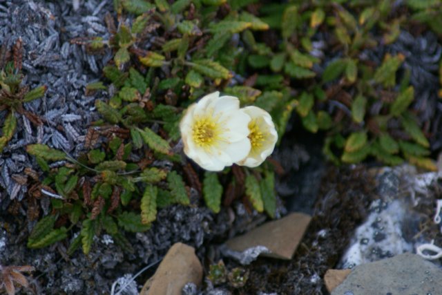 dsc07338.jpg