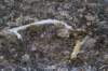 dsc07346_small.jpg
