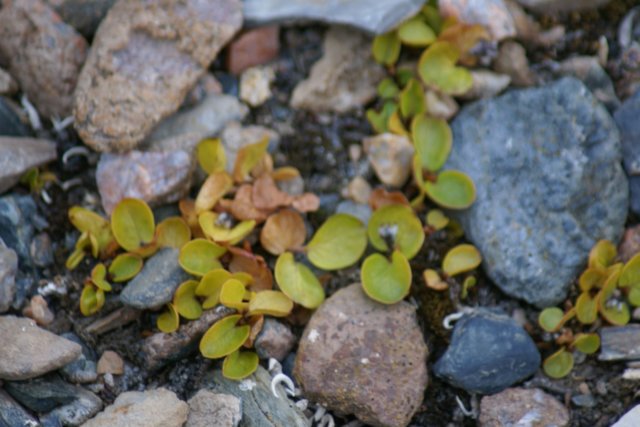 dsc07386.jpg