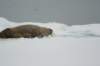 dsc07490_small.jpg