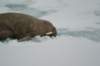 dsc07497_small.jpg