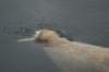 dsc07529_small.jpg