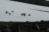 dsc08013_small.jpg