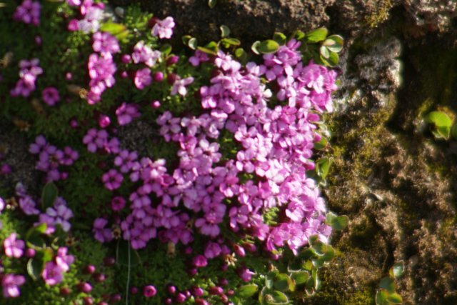 dsc08022.jpg