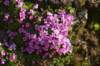 dsc08022_small.jpg