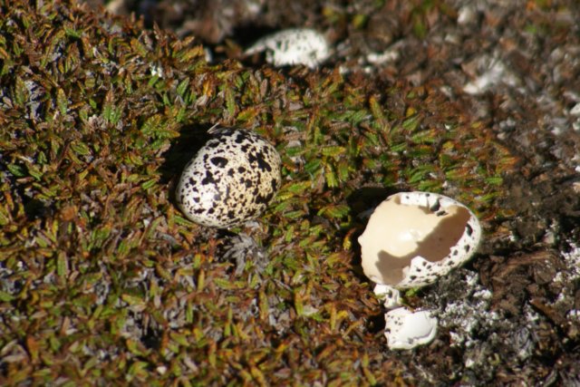 dsc08044.jpg