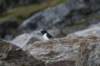 dsc08085_small.jpg
