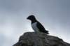 dsc08111_small.jpg
