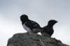 dsc08120_small.jpg