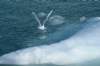 dsc08332_small.jpg