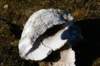dsc08464_small.jpg
