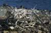 dsc08514_small.jpg