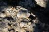 dsc08541_small.jpg
