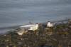 dsc08598_small.jpg