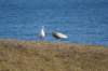 dsc08611_small.jpg