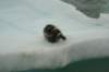 etsonplongeon_small.jpg