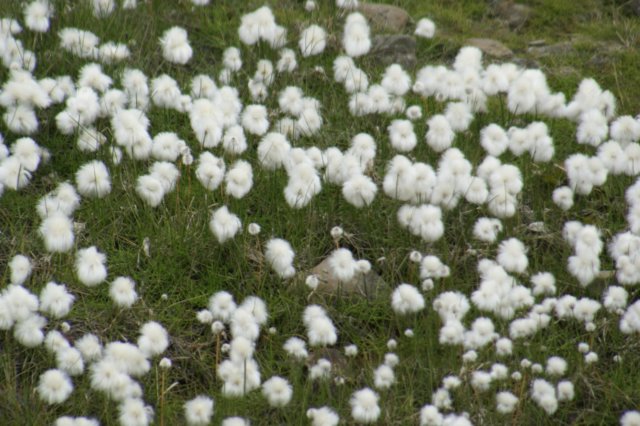 fleurscoton.jpg
