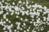 fleurscoton_small.jpg