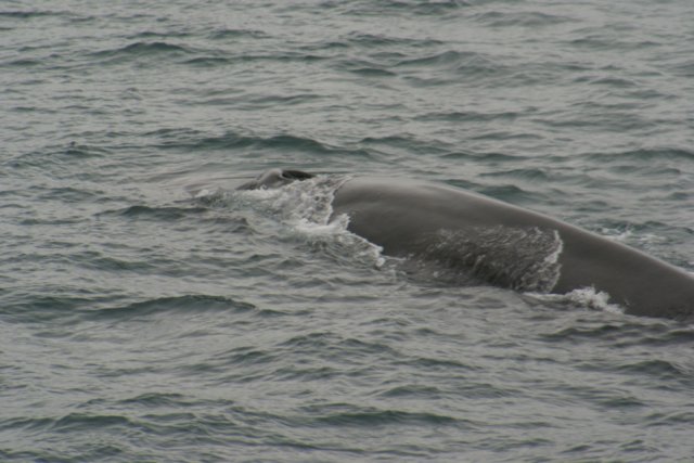 rorqual.jpg